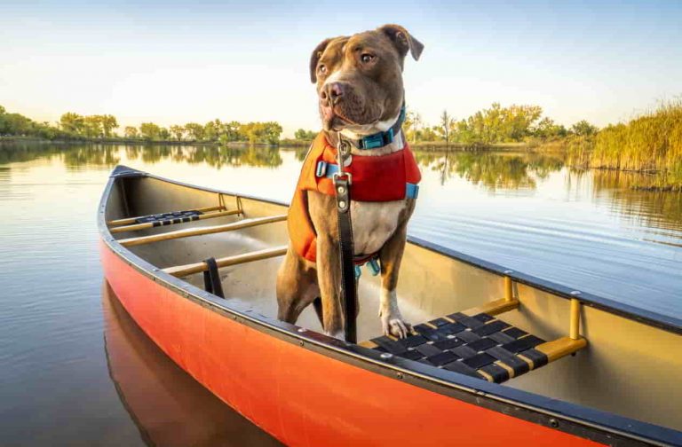 Best Dog Lifejackets: Give Your Dog The Most Important Gift Of All!