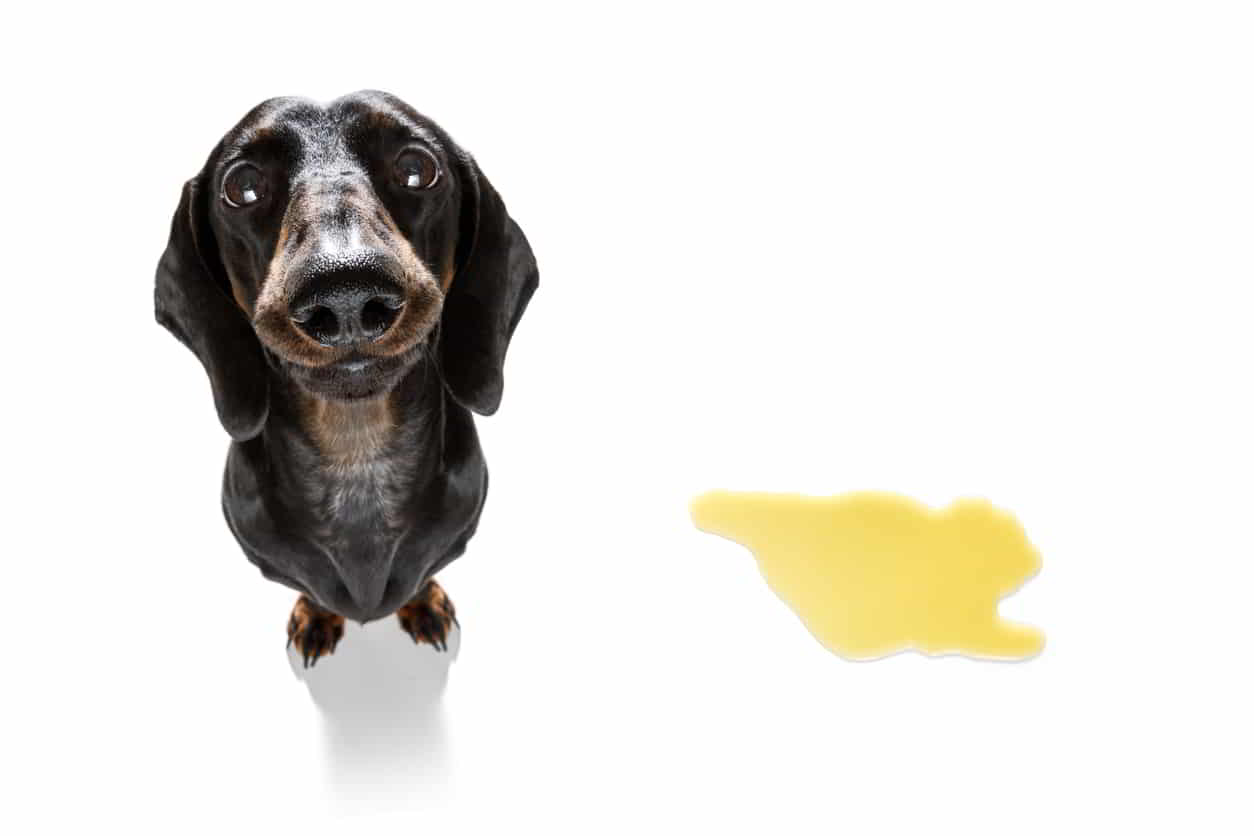 Best Dog Litter Box: A Simple Solution For An Urgent Problem!