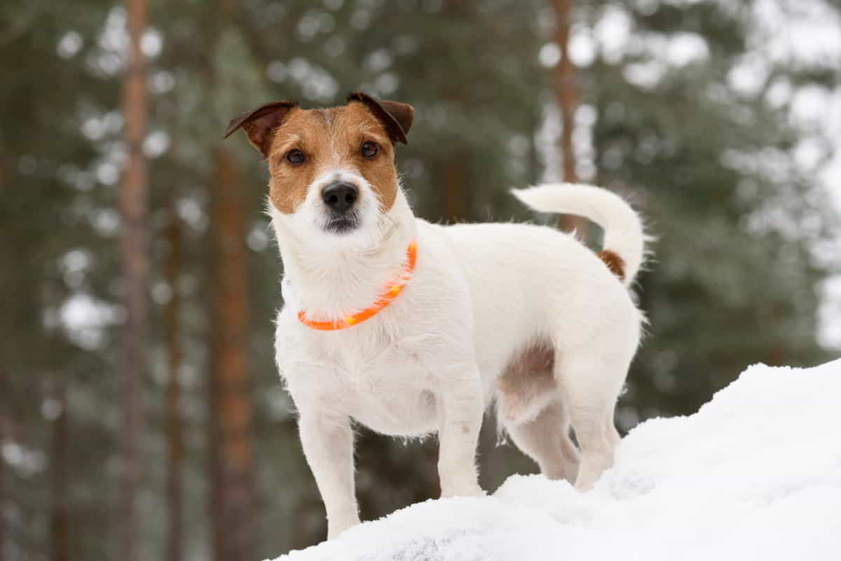 Best LED Dog Collars: How To Choose The Right One For Your Dog!